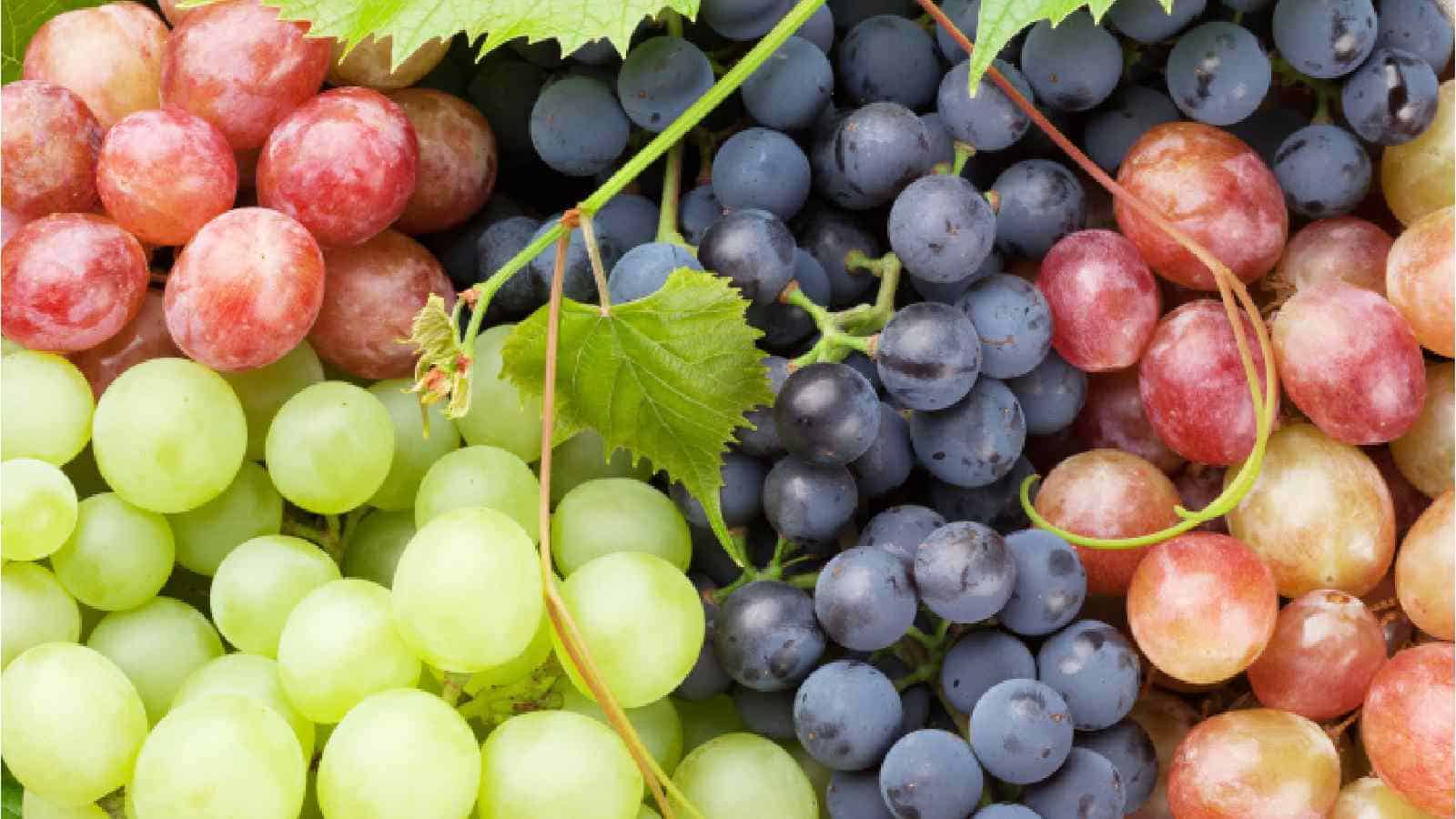 Green, black or red grapes: Know which is the healthiest of them all | HealthShots